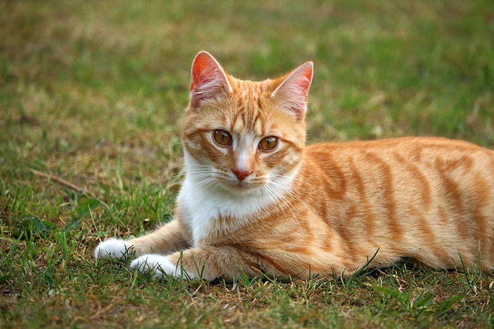 Europäische Kurzhaar-Tabby-Ingwer