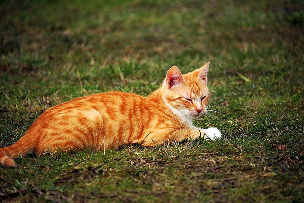 Europäische Kurzhaar-Tabby-Ingwer