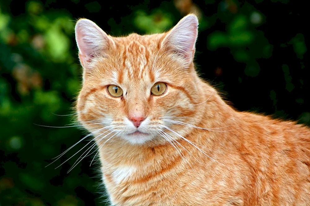 Europäisch Kurzhaar Katze rot