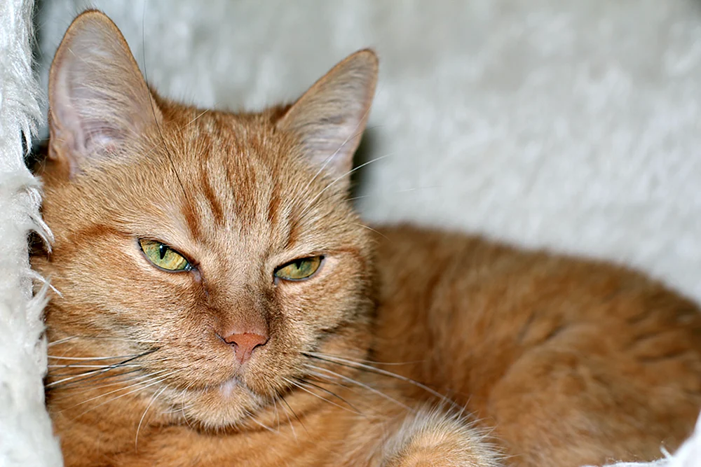 Europäische Kurzhaar Tabby Katze rot