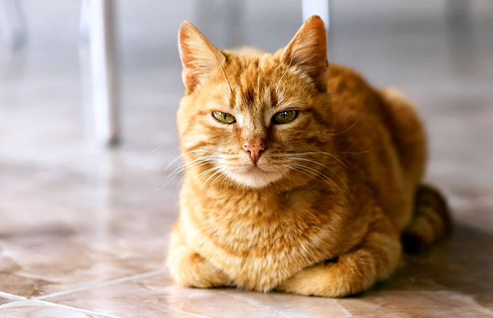 Europäische Kurzhaar Tabby ingwer
