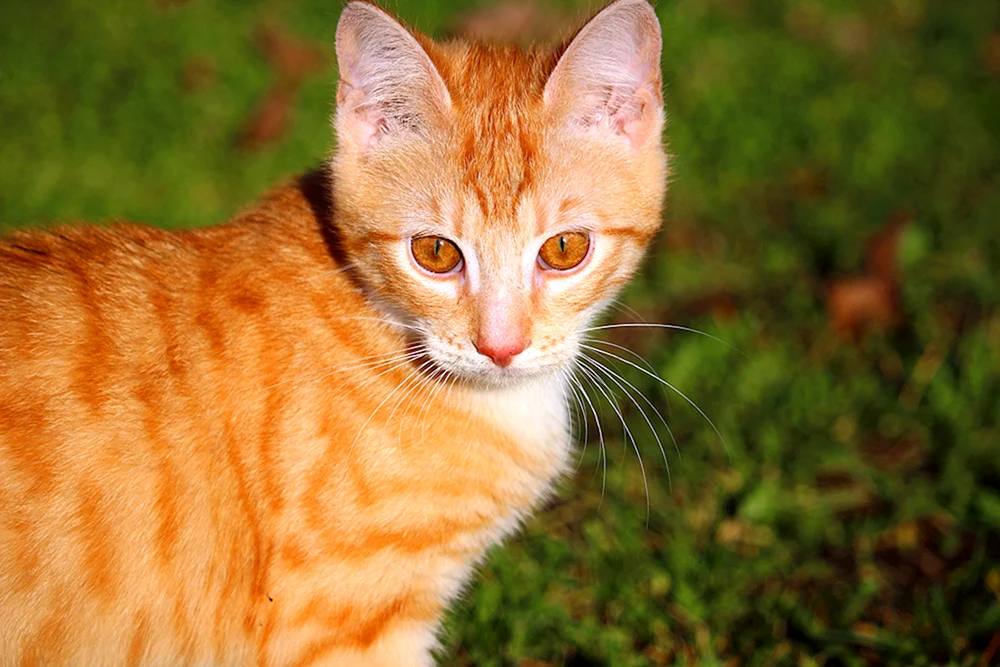 Sibirische Glatthaar-Ingwerkatze