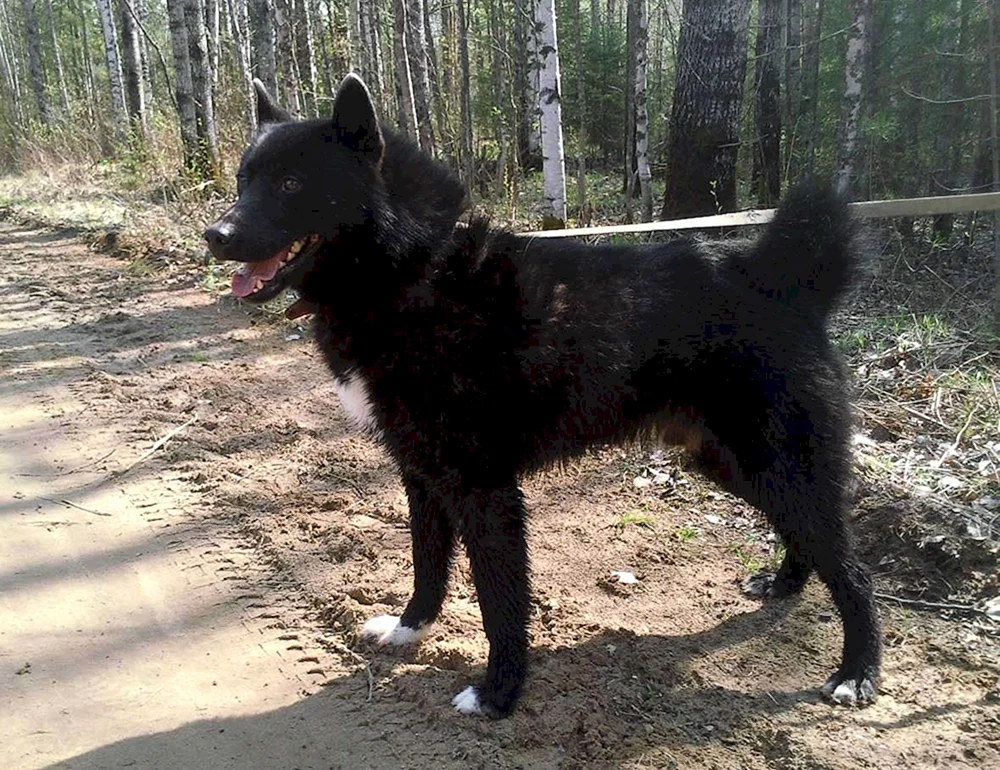 Europäischer Husky schwarz