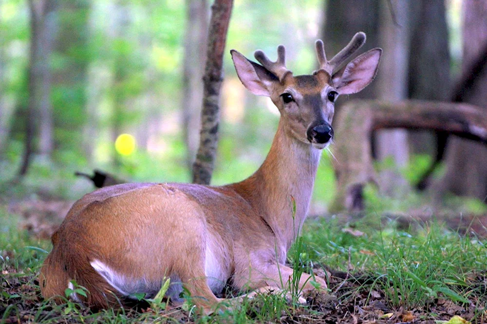 Europäischer Hirsch Belovezhskaya Pushcha