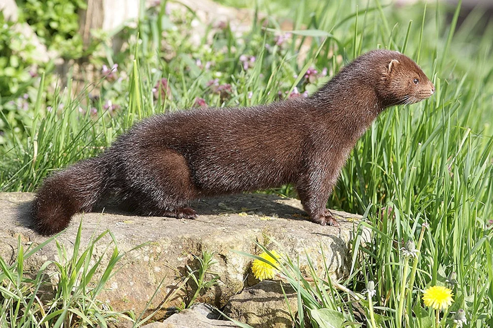 Europäischer Nerz Mustela lutreola