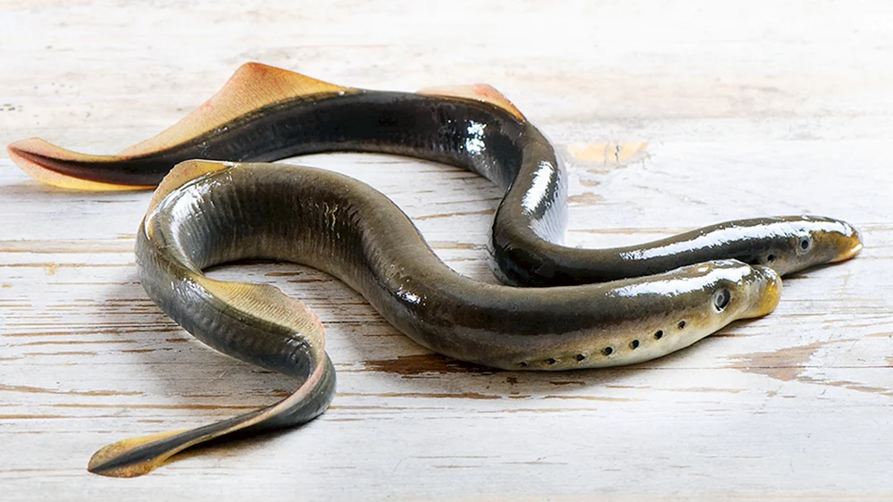 Schlangenmeerfisch
