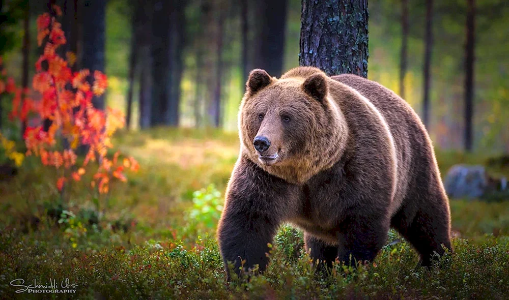 Tianshan Braunbär