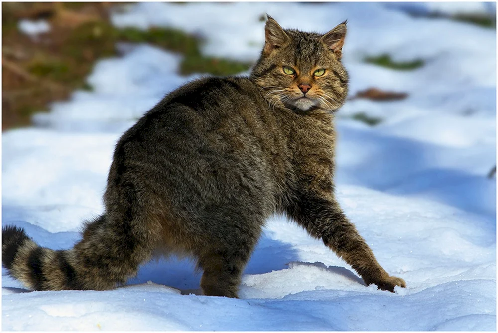 Norwegische Waldkatze tricolour