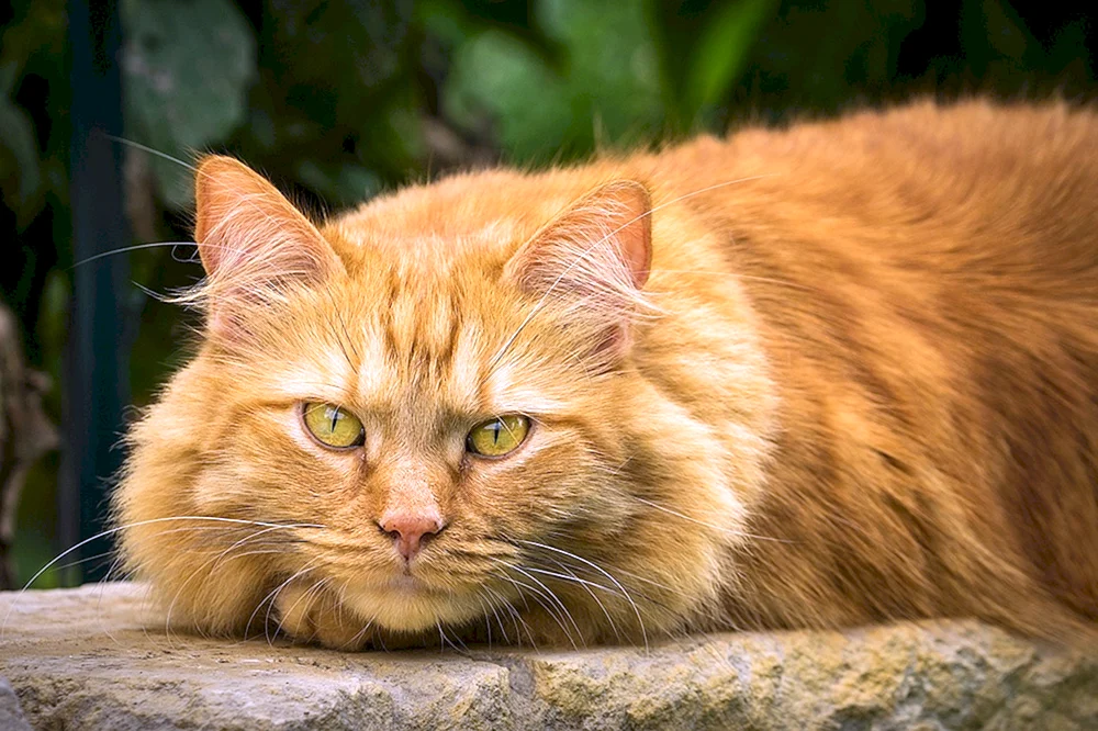 Europäisch Langhaar Katze ingwer