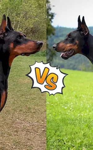Europäischer Dobermann