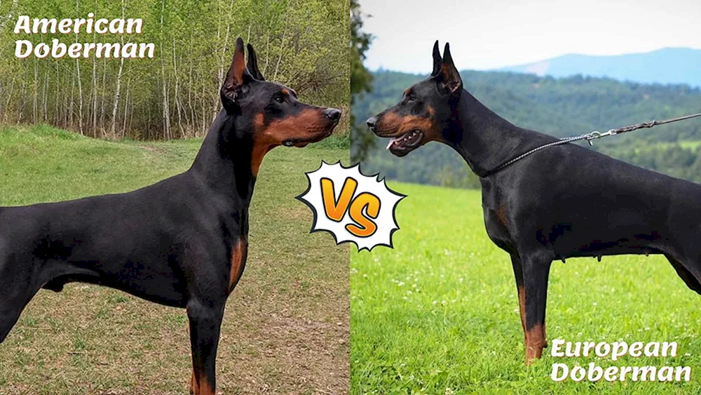 Europäischer Dobermann