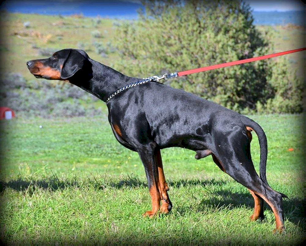 Europäischer Dobermann