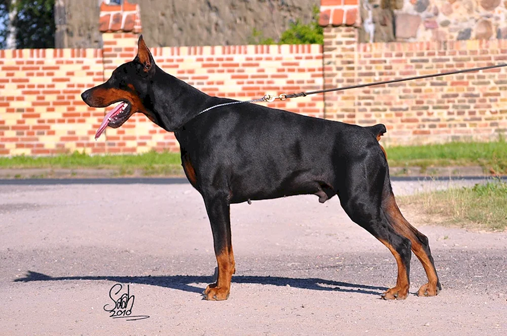 Europäischer Dobermann