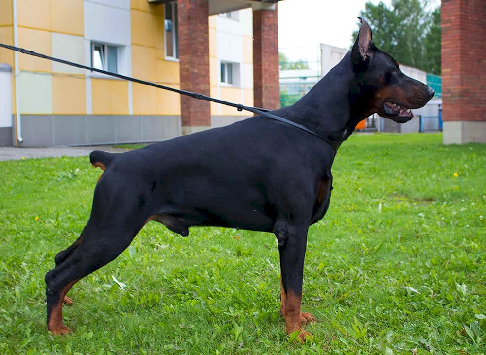 Europäischer Dobermann