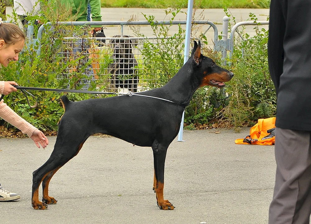 Europäischer Dobermann