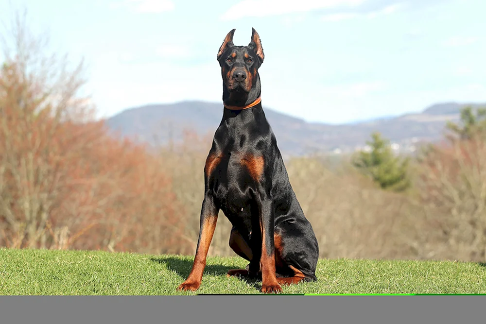 Europäischer Dobermann Dobermann