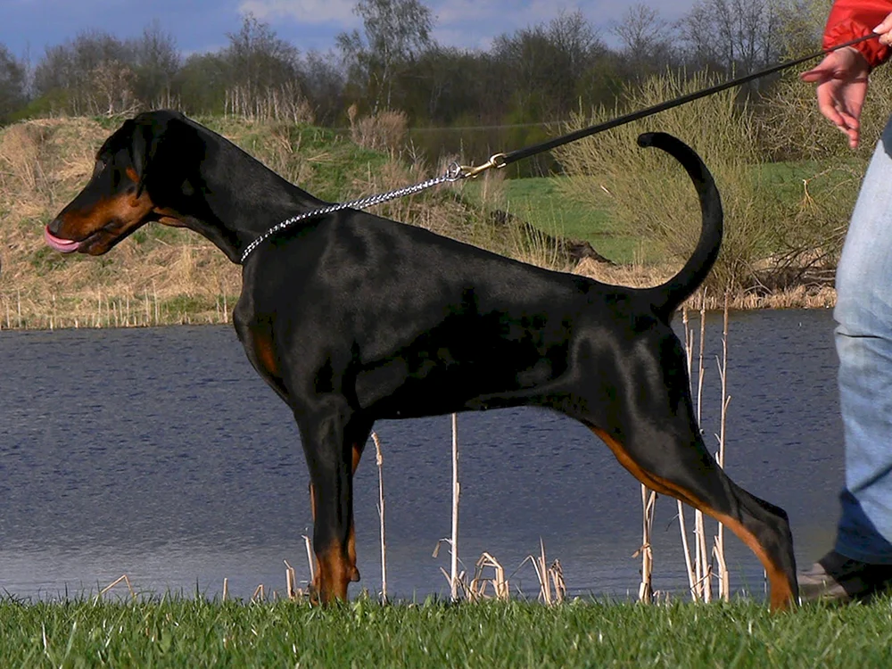 Europäischer Dobermann