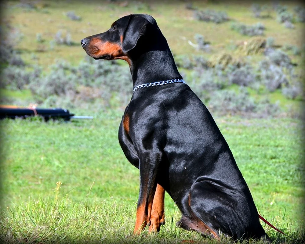 Dobermann Amerikaner vs. Europäer