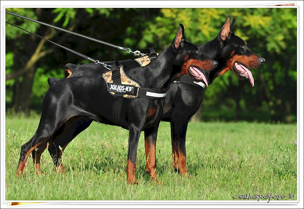 Europäischer Dobermann