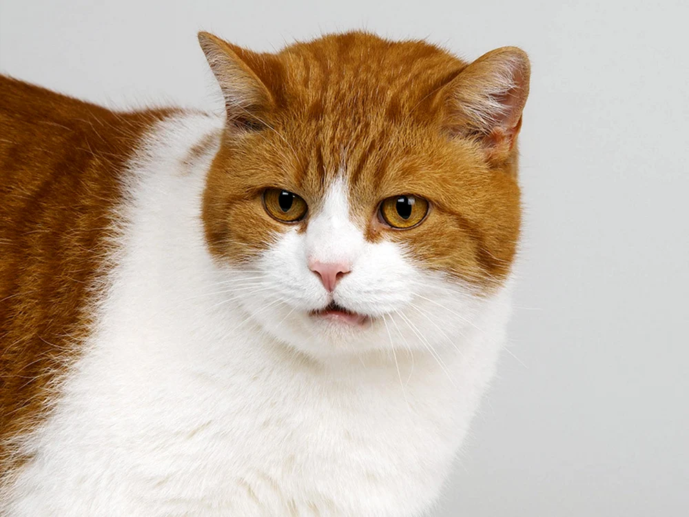 Angora Katze tricolour
