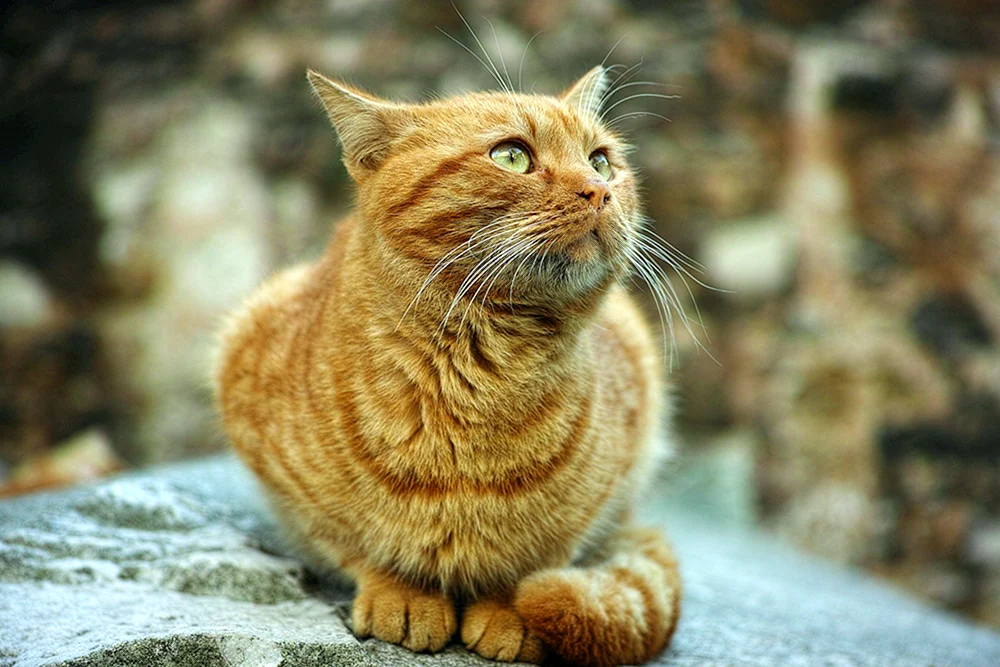Hellrote Katze