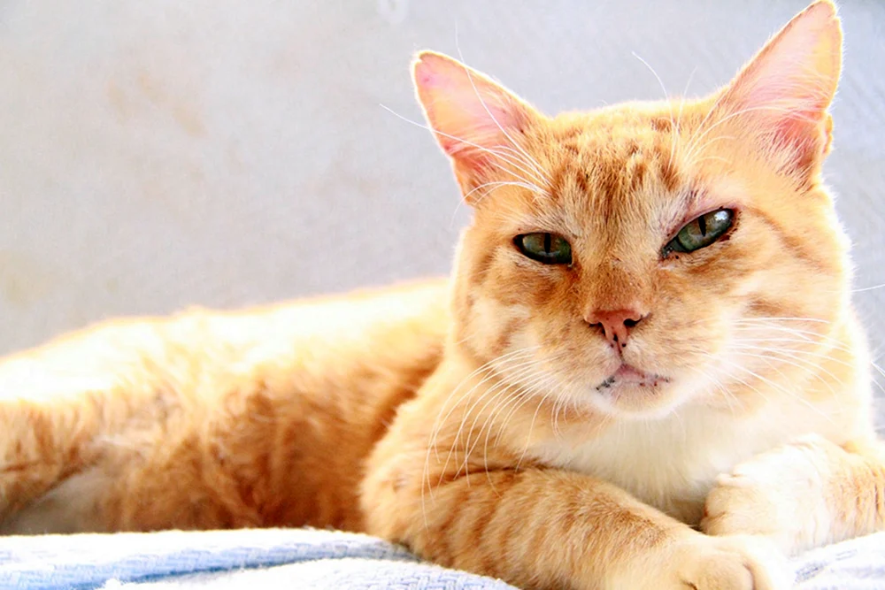 Europäische Kurzhaarkatze rot