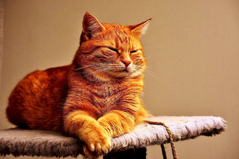 Europäische Kurzhaarkatze rot