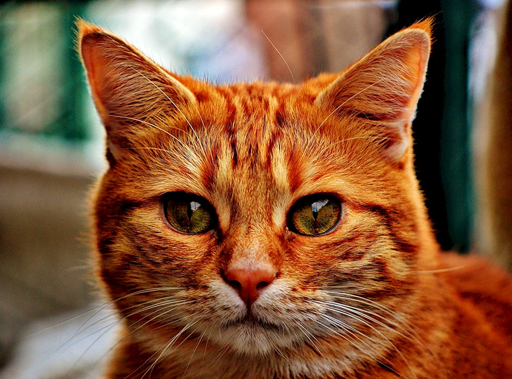 Katzen
