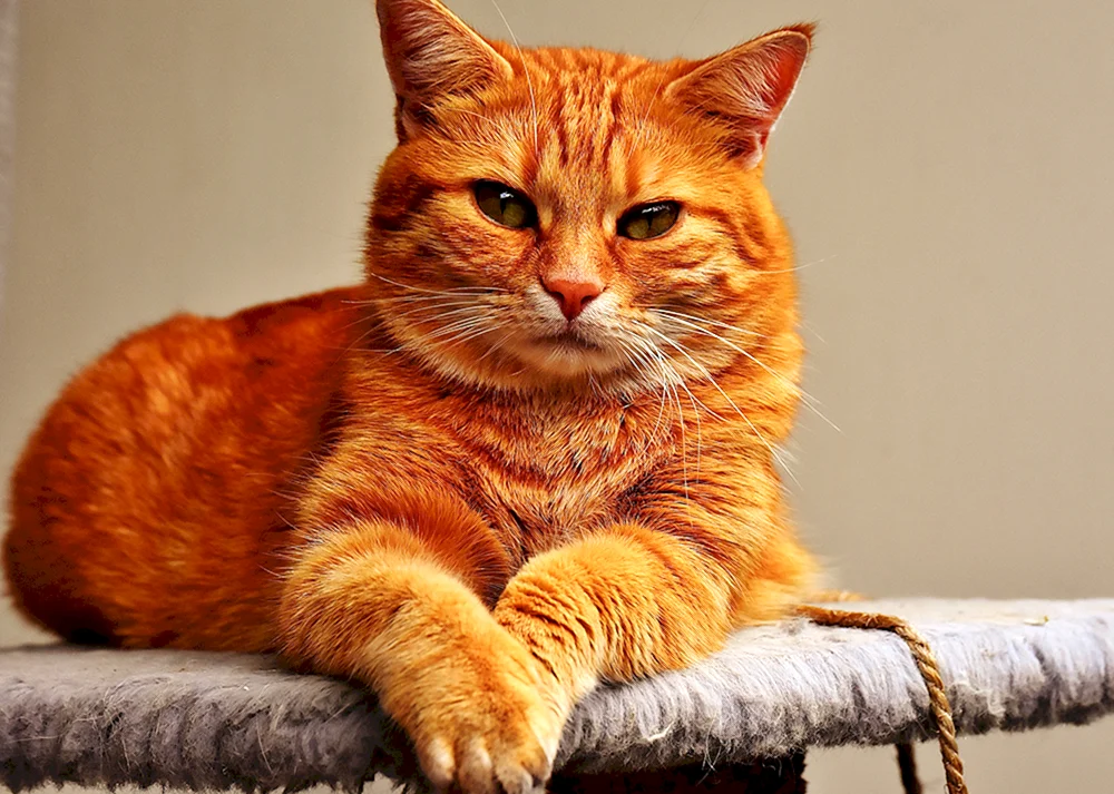 Europäisch Kurzhaar Katze rot
