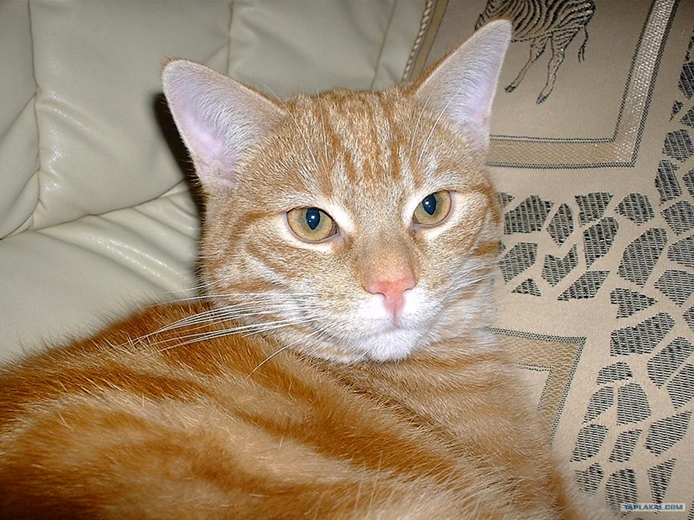 Sibirische Rattenfänger Katze