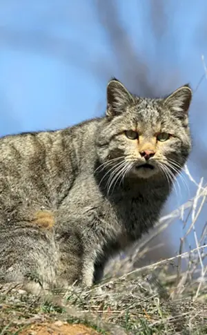 Europäische Schilfwaldkatze