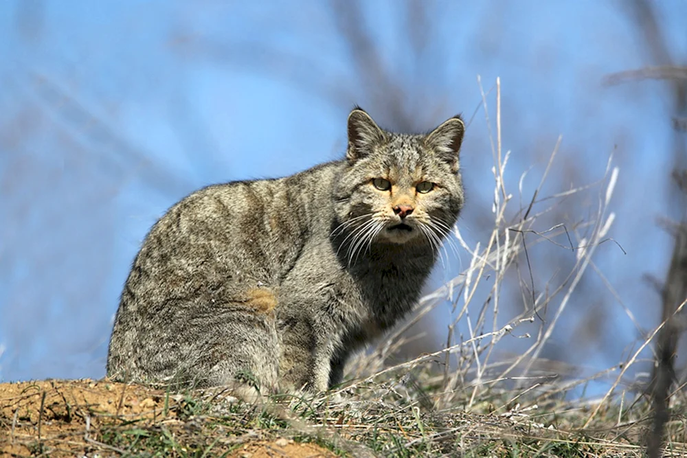 Europäische Schilfwaldkatze
