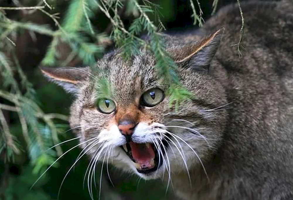 Dalcoast-Amurwaldkatze