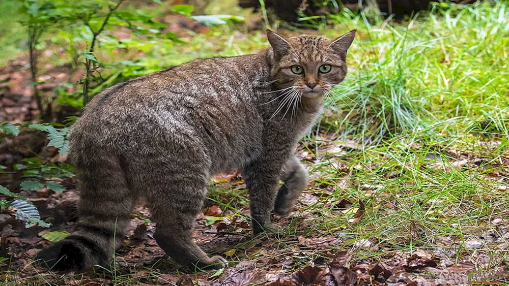 Tibetischer Manul
