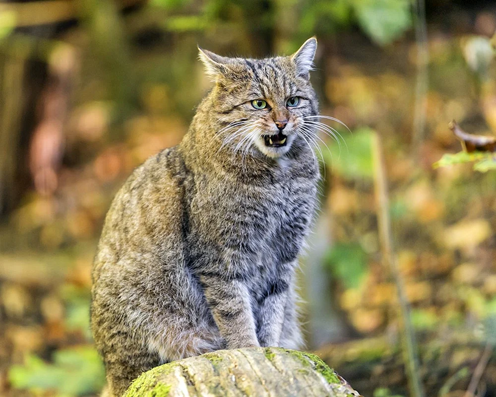 Europäische Waldkatze Manul