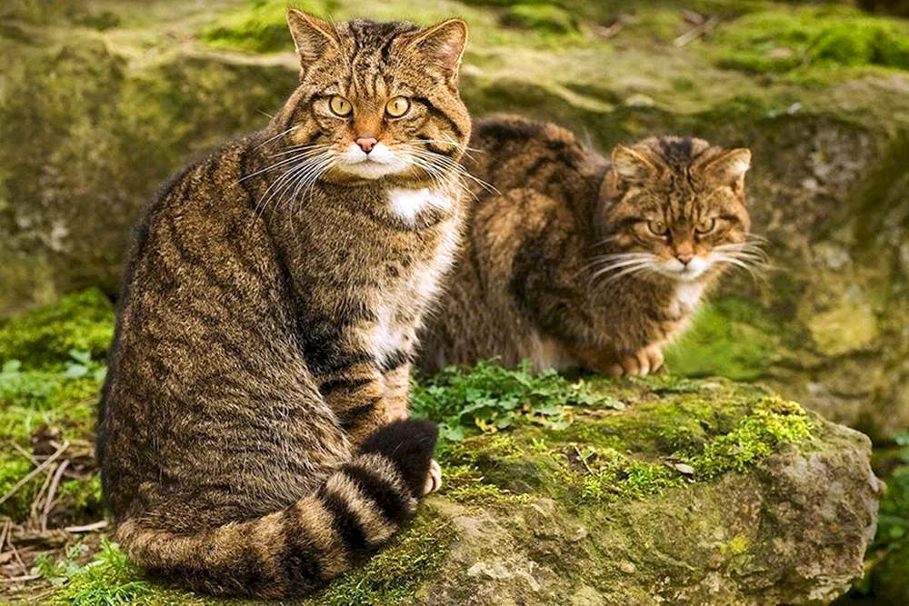 Europäische Waldkatze Schilfkatze