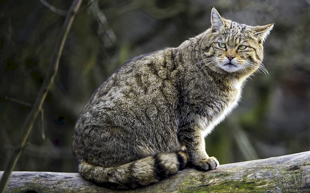 Europäische Waldkatze Schilfkatze