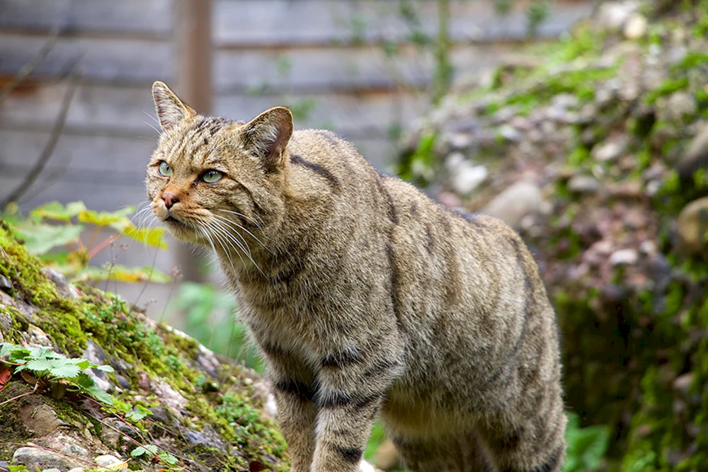 Europäische Waldkatze Schilfkatze