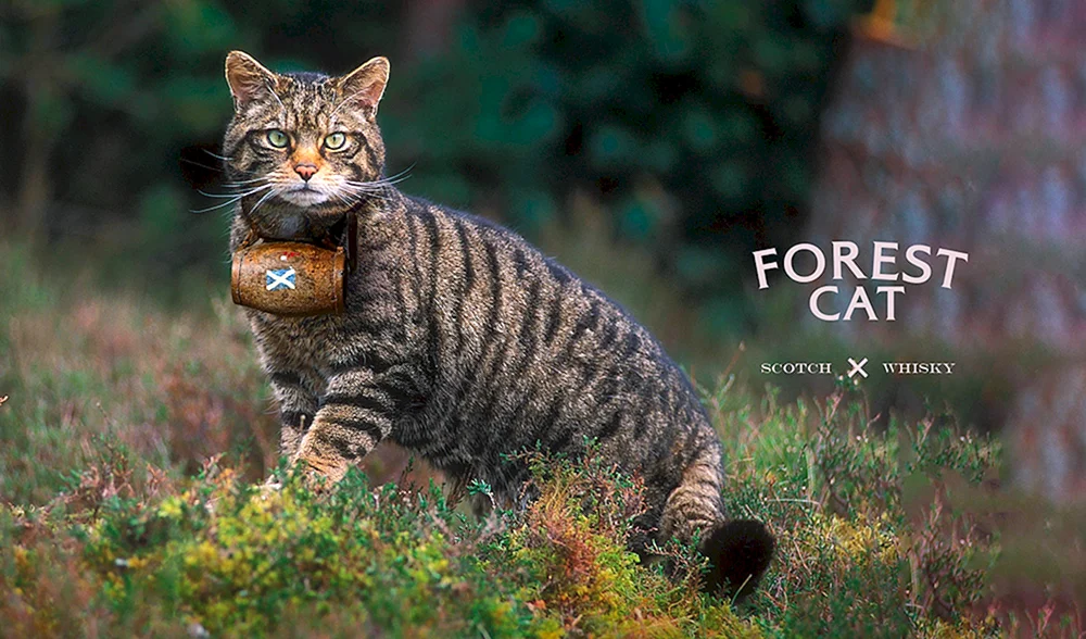 Sibirische Kurzhaarkatze