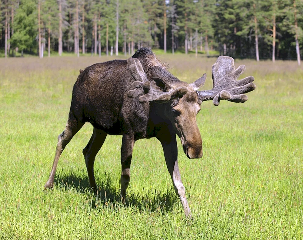 Europäischer Elch alces alces