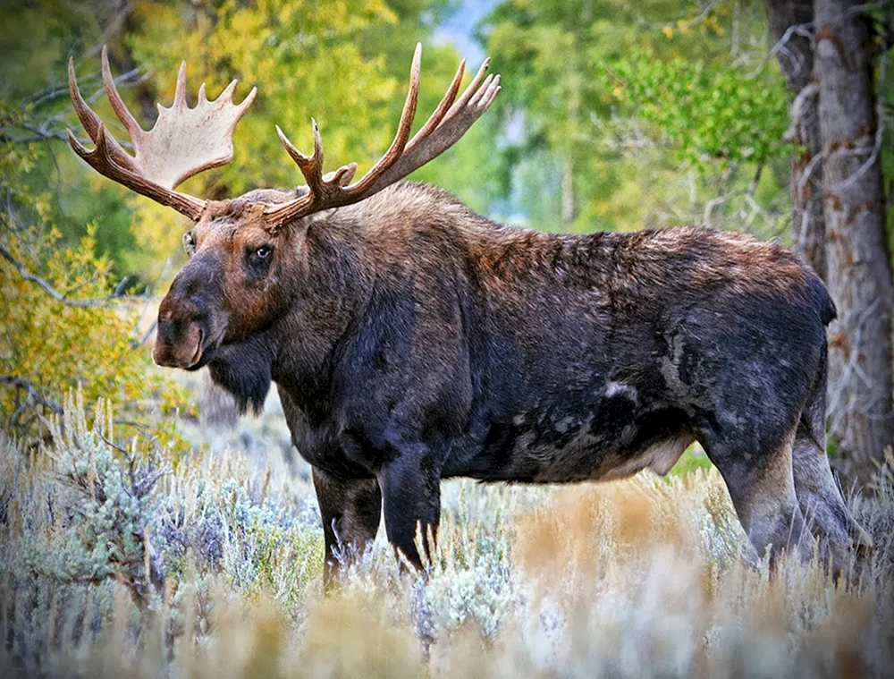 Europäischer Elch alces alces