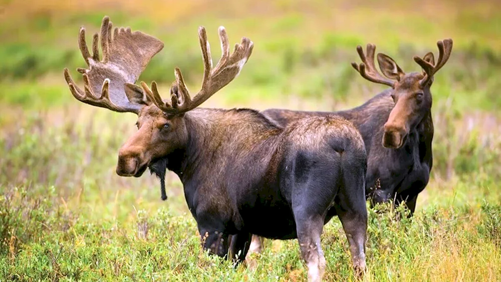 Alaskischer Elch alces alces