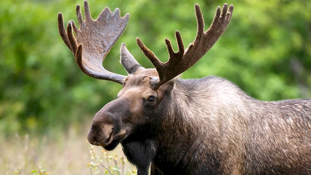 Europäischer Elch alces alces alces