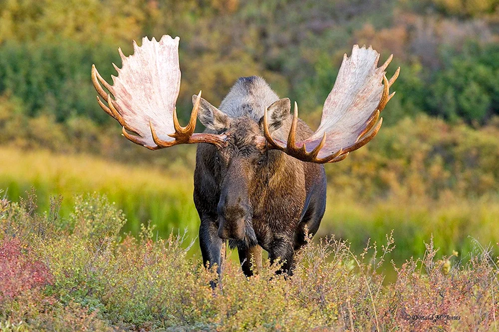 Europäischer Elch alces alces