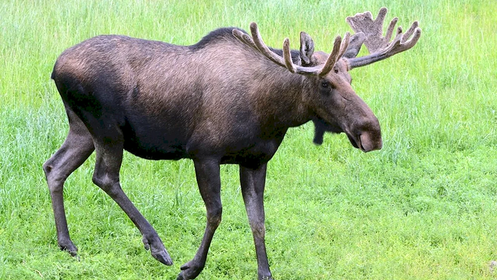 Ussuri Elch