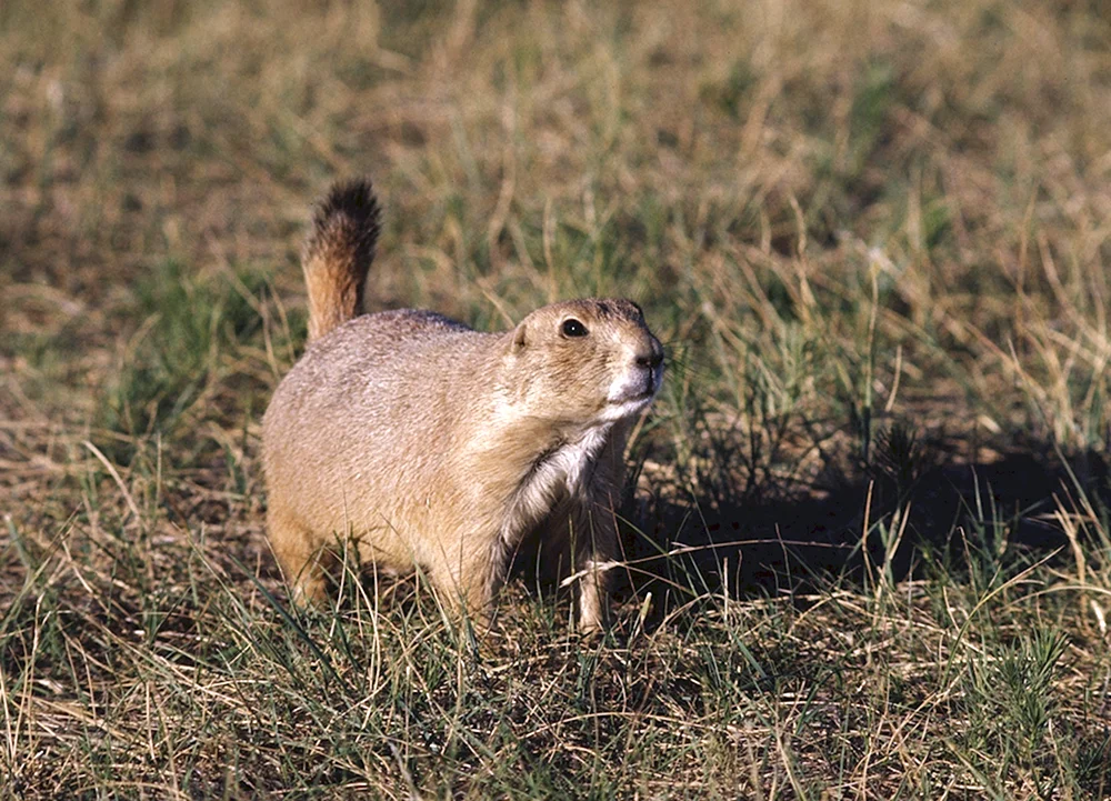 Europäische Gopher Spermophilus citellus