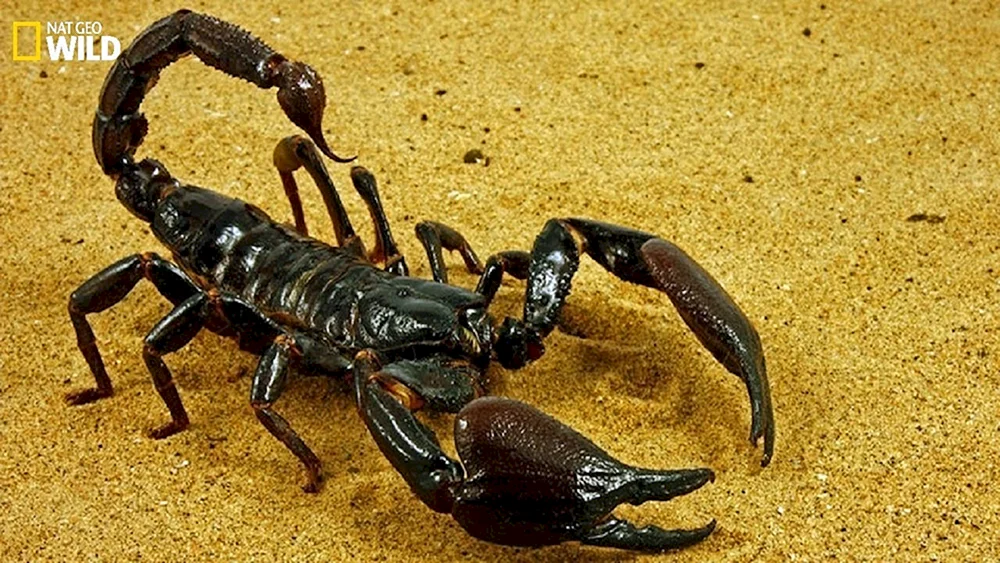 Europäischer Gelbschwanzskorpion