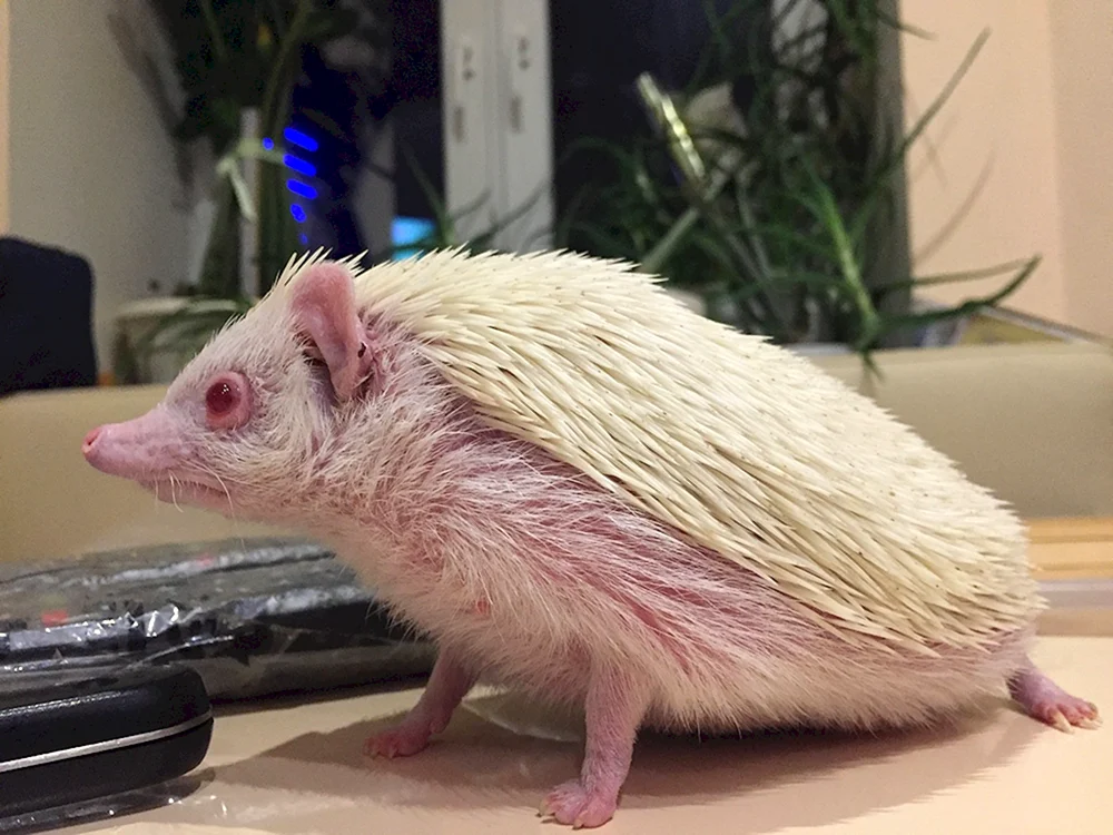 Albino-Igel