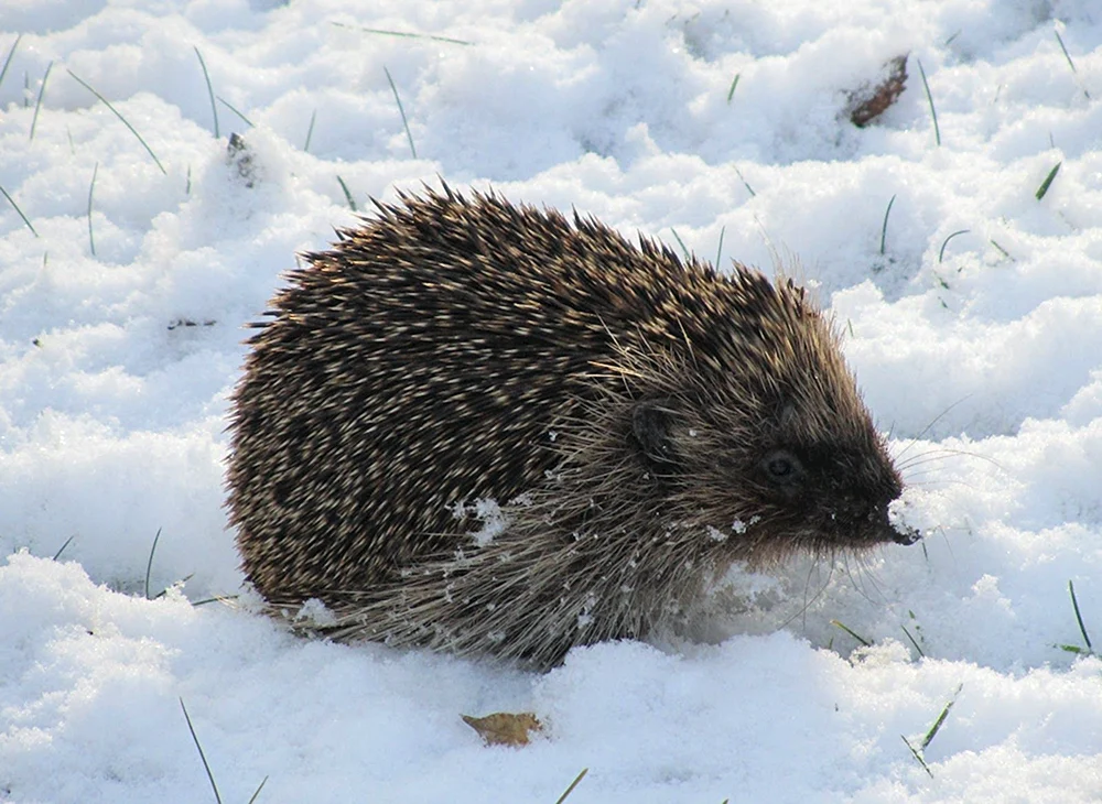 Igel im Winterschlaf