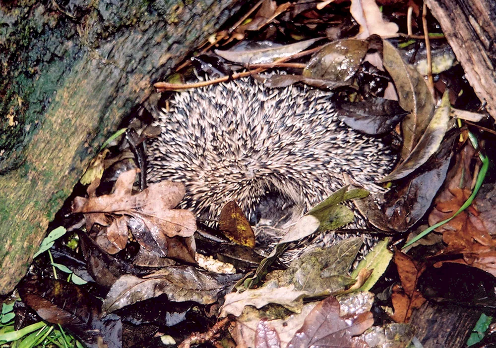 Großer Igel